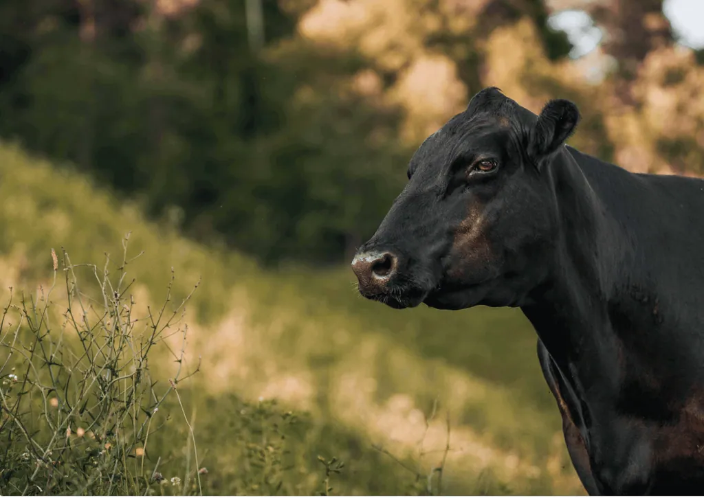 Krava Black Angus na pobočju pašnika