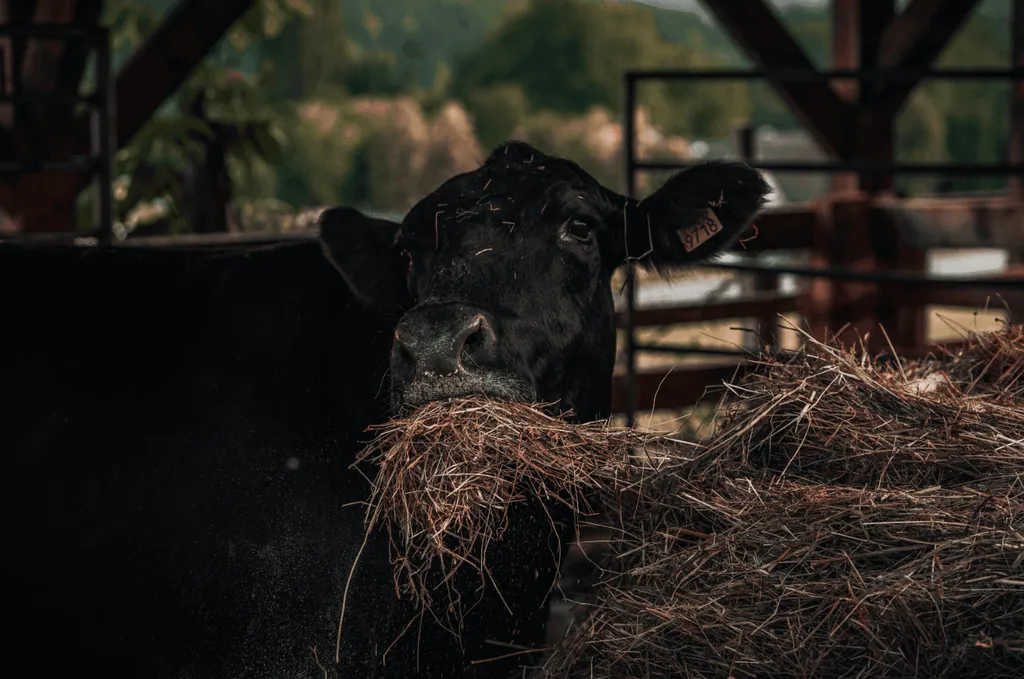 Krava Black Angus s senom v gobcu
