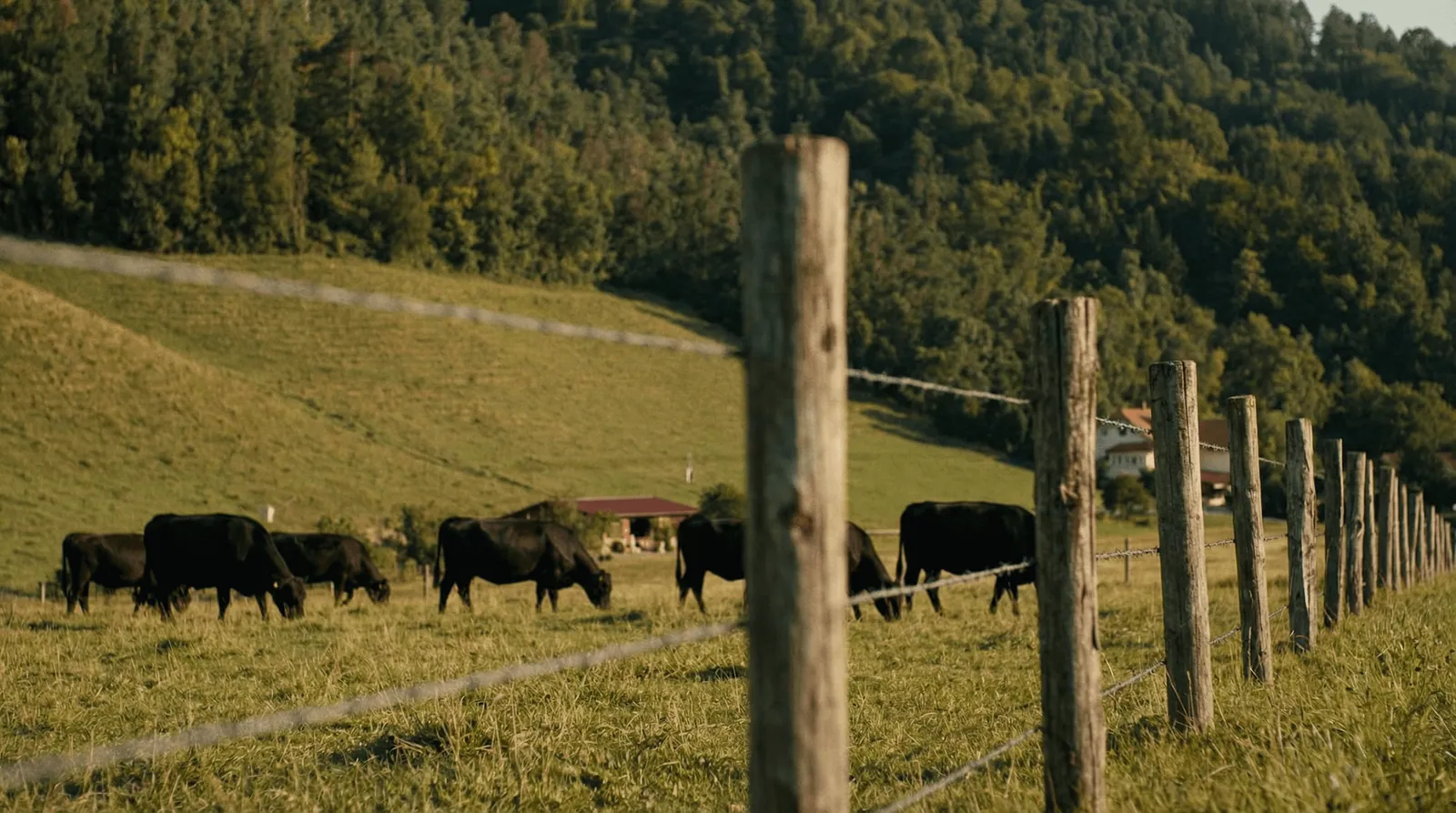 Čreda Black Angus za ograjo na pašniku