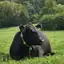 Krava Black Angus počiva v travi